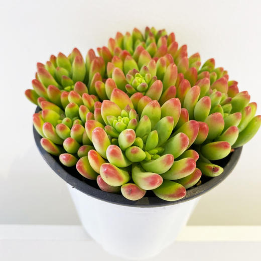 【绿植】多肉-春萌 商品图1
