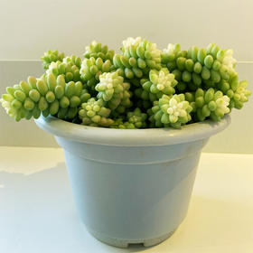 【绿植】多肉-玉坠