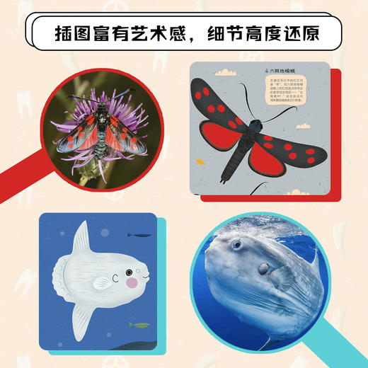 万物了不起 向上飞+用力游+使劲咬(3本) 5-10岁 千姿百态飞游咬，见证万物的生存智慧！让科学思维无限延展，让科普变得亲切、活泼又有趣。 商品图4