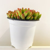 【绿植】多肉-春萌 商品缩略图0