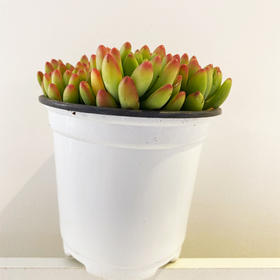 【绿植】多肉-春萌