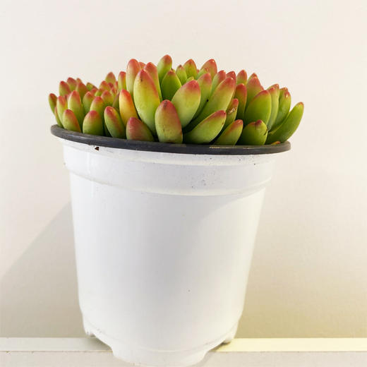 【绿植】多肉-春萌 商品图0