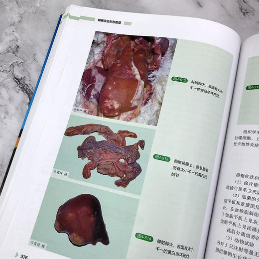 鸭病诊治彩色图谱 商品图9