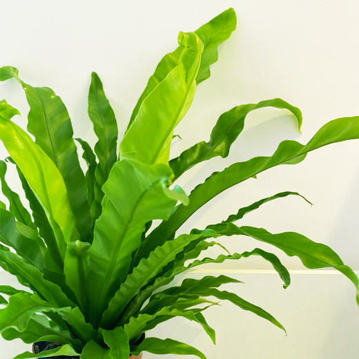 【绿植】鸟巢蕨 商品图1