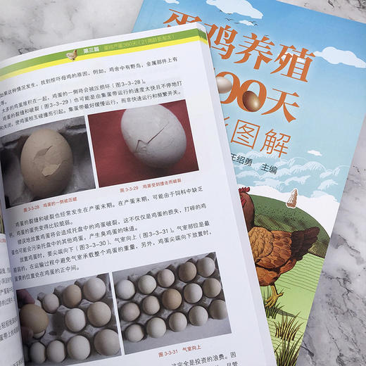 蛋鸡养殖500天全彩图解 商品图4