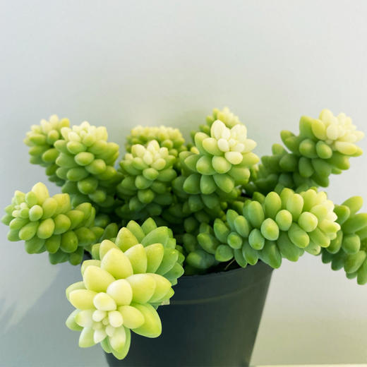 【绿植】多肉-玉坠 商品图4
