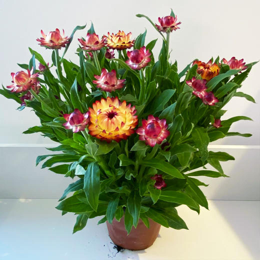 【绿植】蜡菊 商品图2