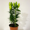 【绿植】百合 商品缩略图0