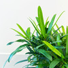【绿植】罗汉松 商品缩略图2