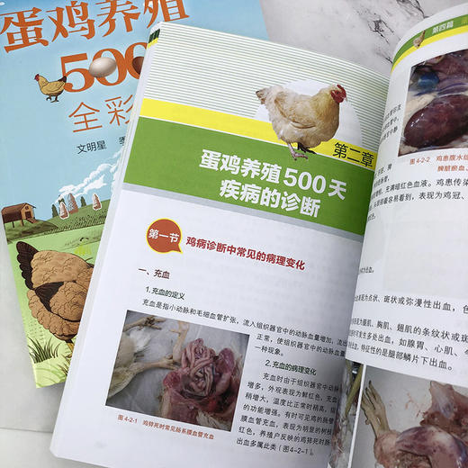 蛋鸡养殖500天全彩图解 商品图8