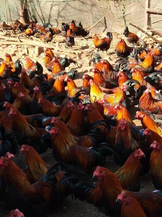 献鸡 3.5kg/只（活鸡重量）  鸡龄1年左右（砍小请备注） （今日预定，明日送达，预定商品无品质问题，不退换货不退款） 商品图2