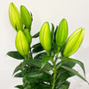 【绿植】百合 商品缩略图1