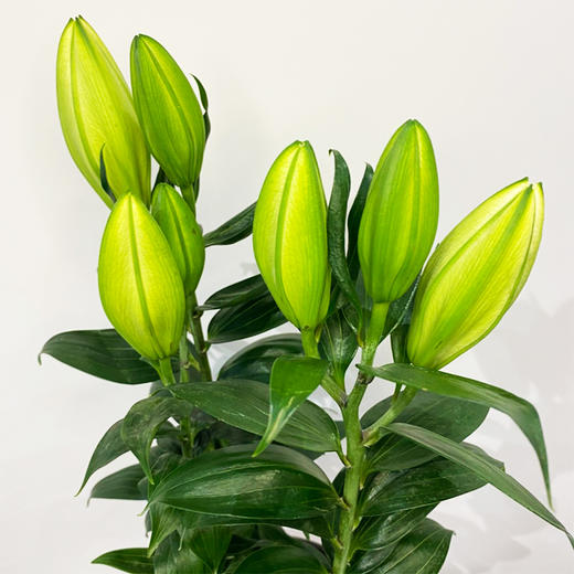 【绿植】百合 商品图1