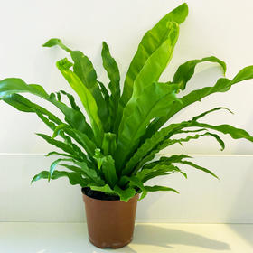 【绿植】鸟巢蕨