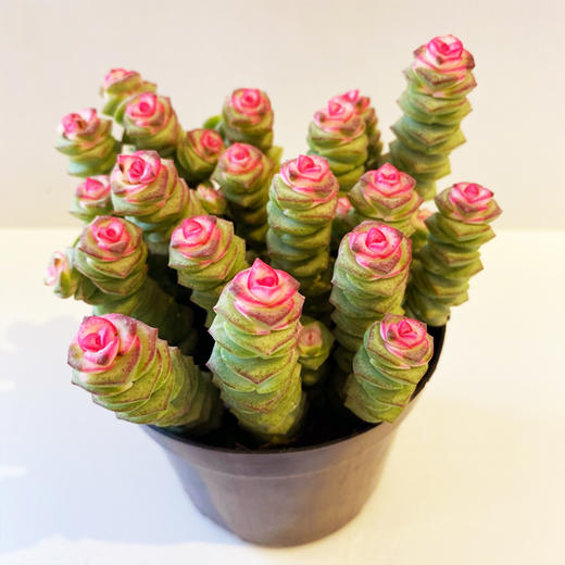 【绿植】多肉-钱串锦 商品图2