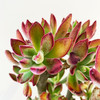 【绿植】多肉-锦晃星 商品缩略图1