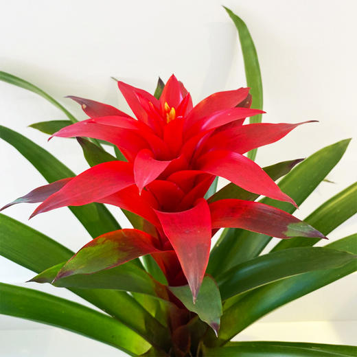 【绿植】鸿运当头 商品图1