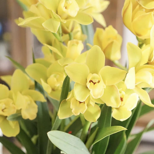 【AB黄金岁月.大花蕙兰盆栽】1盆/份 高约60-70cm 黑色加仑盆发货（发圆通） 商品图5