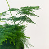 【绿植】文竹 商品缩略图3