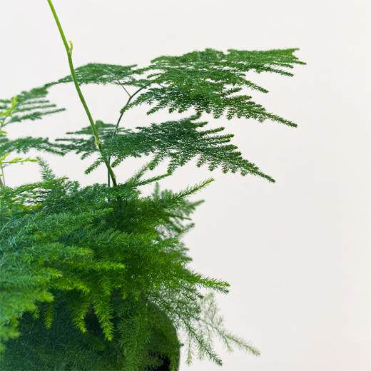 【绿植】文竹 商品图3