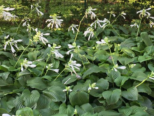 八九测试满减送赠品 商品图0