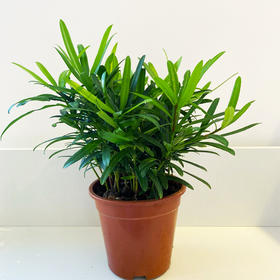 【绿植】罗汉松