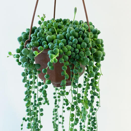 【绿植】多肉-佛珠 商品图1