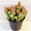 【绿植】多肉-钱串锦 商品缩略图0