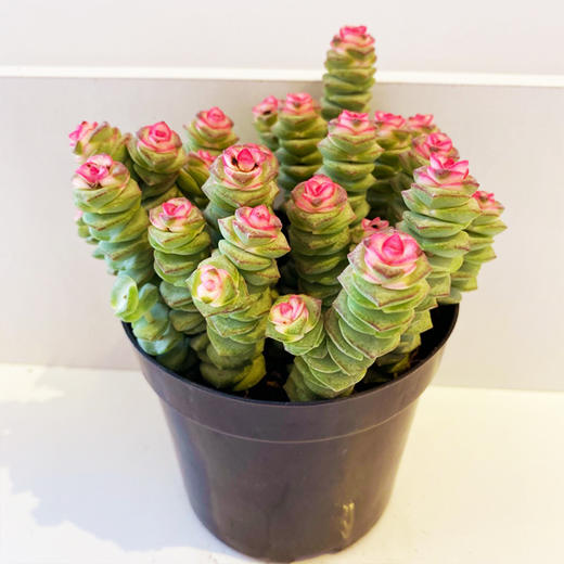 【绿植】多肉-钱串锦 商品图0