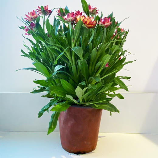 【绿植】蜡菊 商品图0