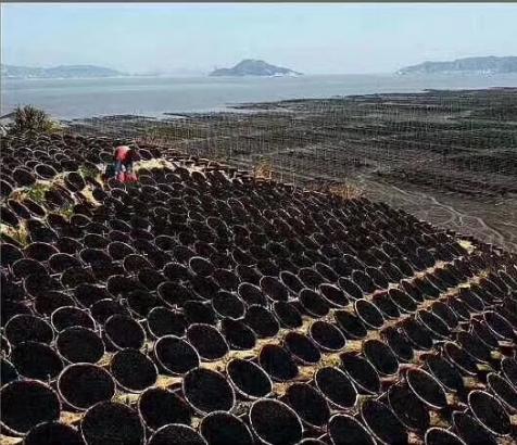 霓岙山花水礼盒紫菜紫菜花水量少味美50g*5包 免洗无沙【洞头特产】 商品图2