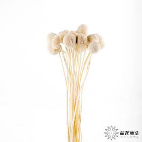 永生花材 ｜ 黄金球皓月白
