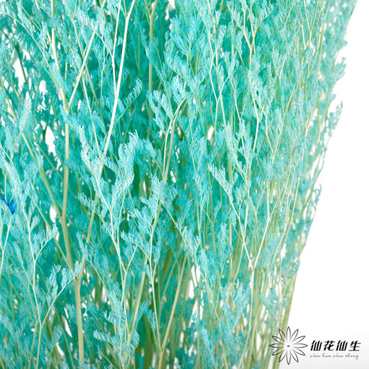 永生花材 ｜ 情人草海盐蓝 商品图1