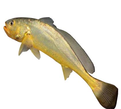 黄鱼岛有机大黄鱼7-9两/5斤装【洞头特产】 商品图1