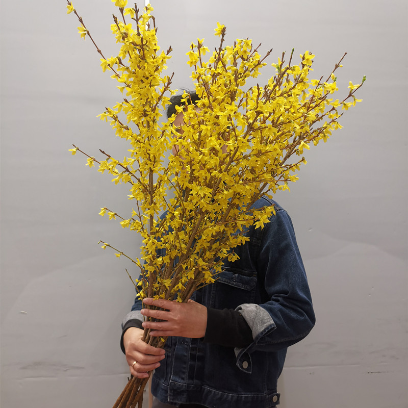 荷兰进口花材寸寸金串串金连翘热卖