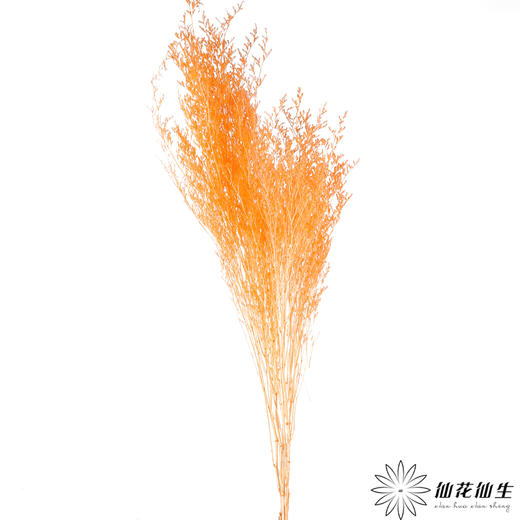永生花材 ｜ 情人草橘子汽水 商品图3