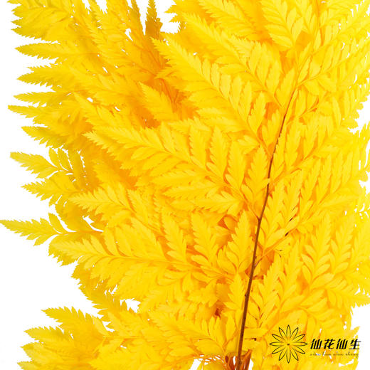 永生花材 ｜ 高山羊齿银杏黄 商品图5