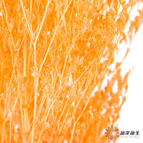 永生花材 ｜ 情人草橘子汽水