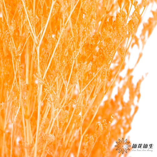 永生花材 ｜ 情人草橘子汽水 商品图0
