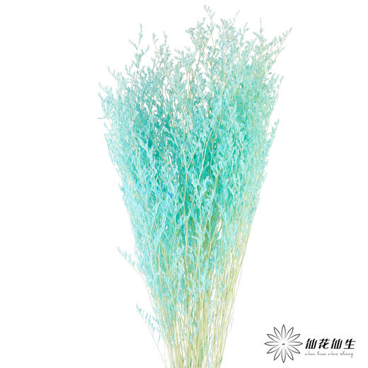 永生花材 ｜ 情人草海盐蓝 商品图0