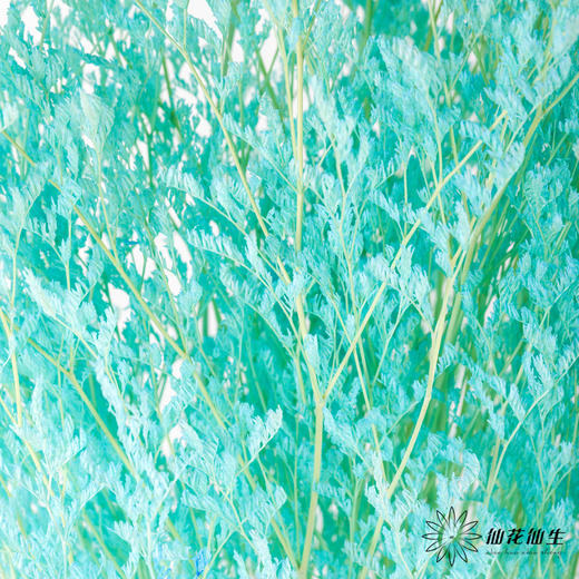 永生花材 ｜ 情人草海盐蓝 商品图3