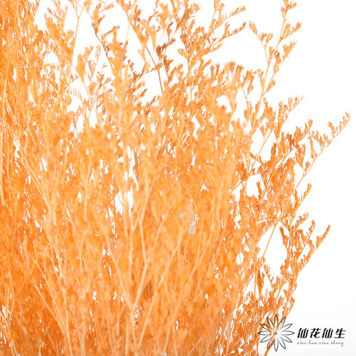永生花材 ｜ 情人草橘子汽水 商品图2