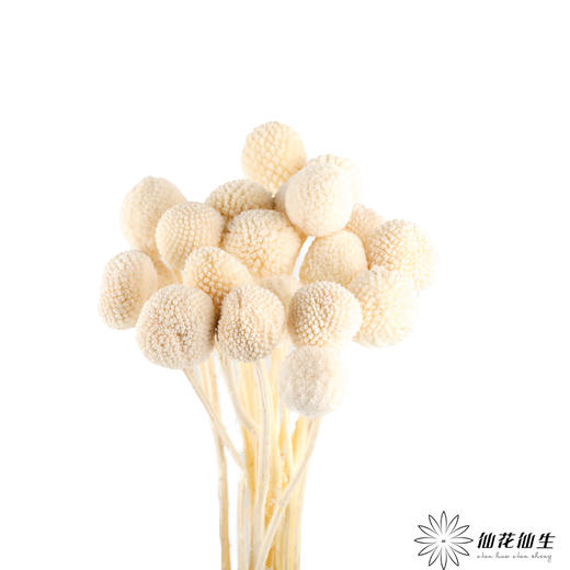 永生花材 ｜ 黄金球皓月白 商品图2