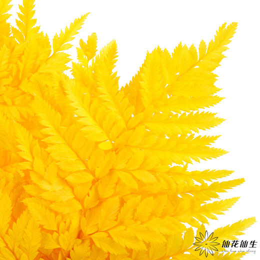 永生花材 ｜ 高山羊齿银杏黄 商品图1