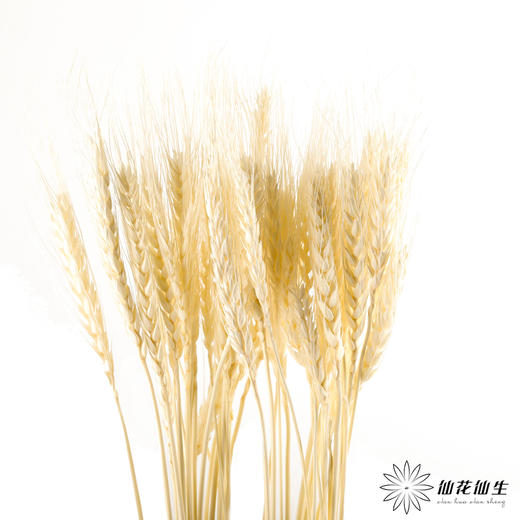 永生花材 ｜ 麦子皓月白 商品图0