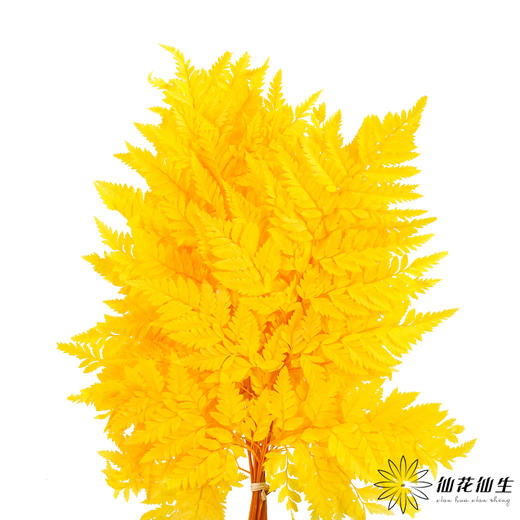 永生花材 ｜ 高山羊齿银杏黄 商品图0