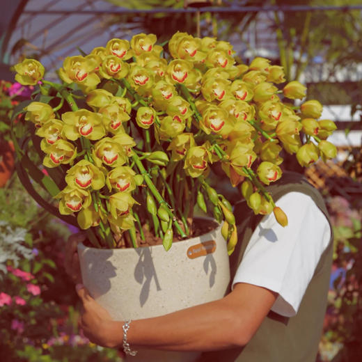 【AB黄金岁月.大花蕙兰盆栽】1盆/份 高约60-70cm 黑色加仑盆发货（发圆通） 商品图3