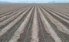 大葱定植移栽后如何施肥增产