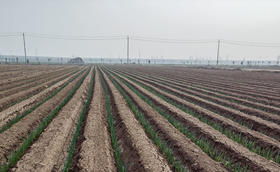 大葱移栽做好这几点,产量轻轻松松翻一番