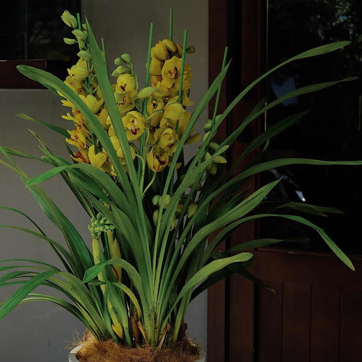 【AB黄金岁月.大花蕙兰盆栽】1盆/份 高约60-70cm 黑色加仑盆发货（发圆通） 商品图1